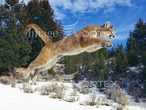 Animal / wildlife royalty free stock image #126093469