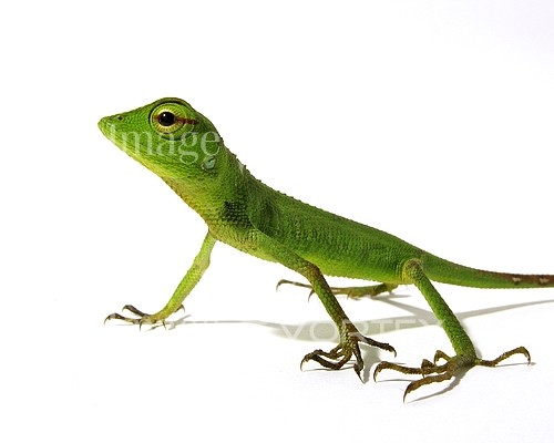 Animal / wildlife royalty free stock image #127510917