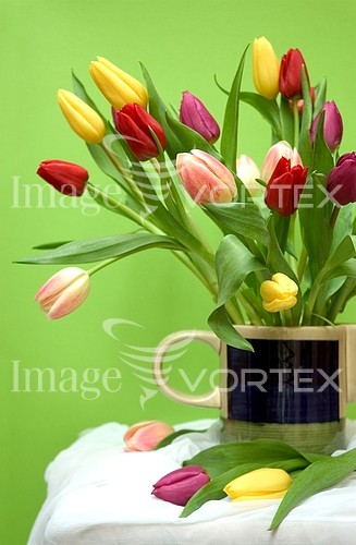 Flower royalty free stock image #127741485