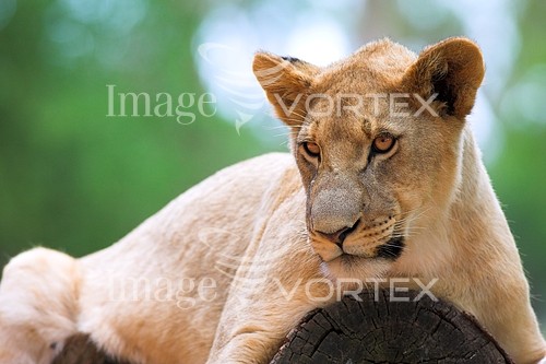 Animal / wildlife royalty free stock image #127453478