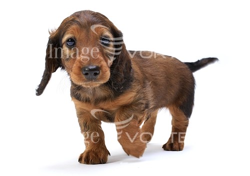 Pet / cat / dog royalty free stock image #128809191