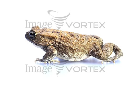 Animal / wildlife royalty free stock image #128415895