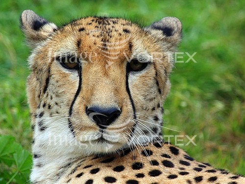 Animal / wildlife royalty free stock image #128562804