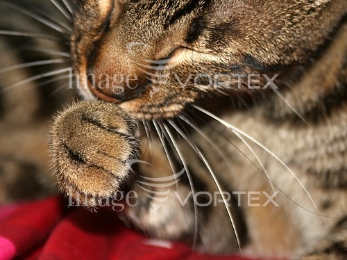 Pet / cat / dog royalty free stock image #129491749