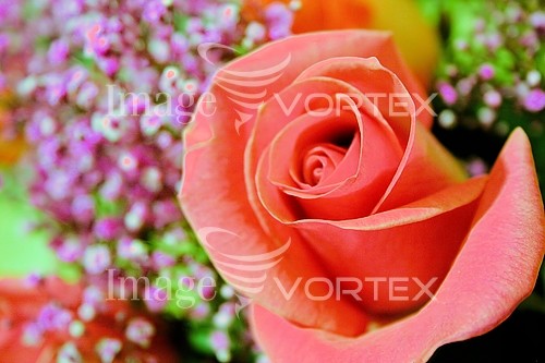 Flower royalty free stock image #129364976