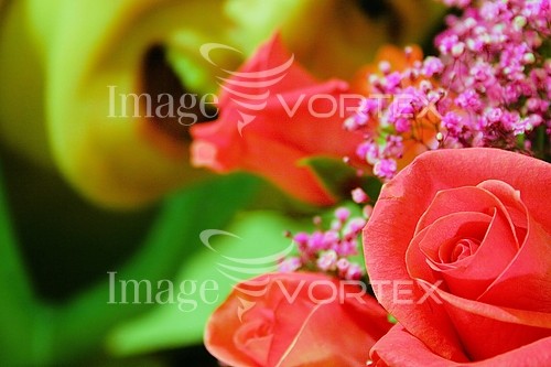 Flower royalty free stock image #129377623