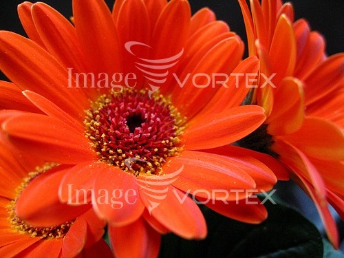Flower royalty free stock image #130940940