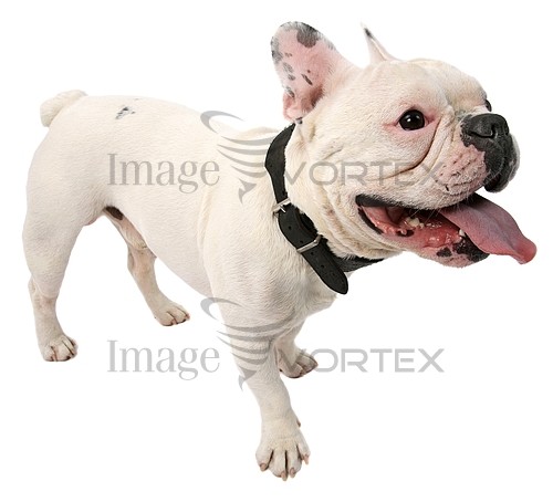 Pet / cat / dog royalty free stock image #131395713