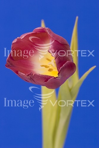 Flower royalty free stock image #132018879