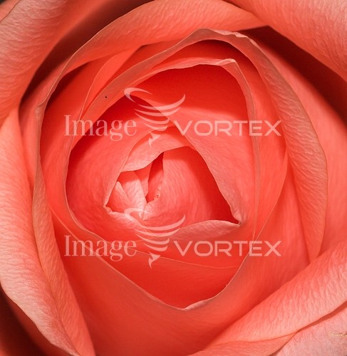 Flower royalty free stock image #132750416