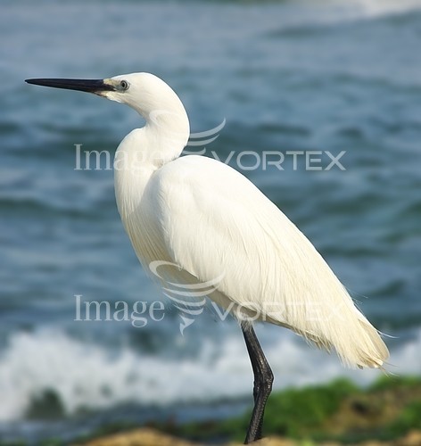 Bird royalty free stock image #132780996