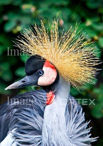 Bird royalty free stock image #134254986