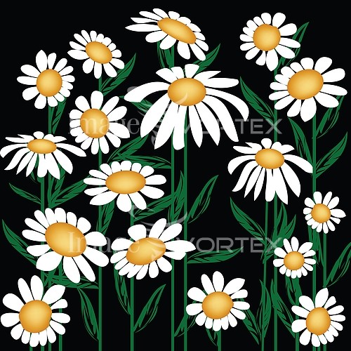 Flower royalty free stock image #134557113
