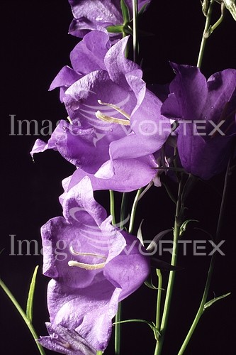 Flower royalty free stock image #134198368