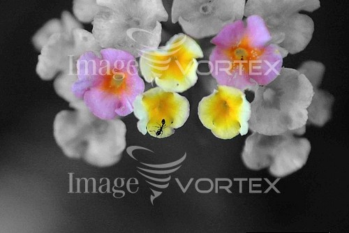 Flower royalty free stock image #135909615