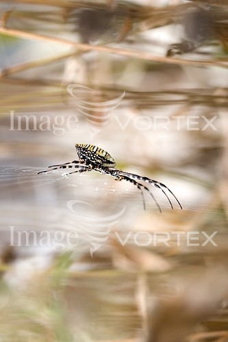 Insect / spider royalty free stock image #135901536