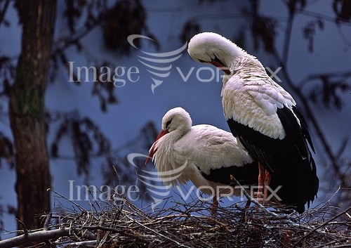 Bird royalty free stock image #135909795