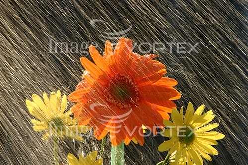 Flower royalty free stock image #136545475