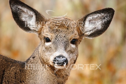 Animal / wildlife royalty free stock image #137728909