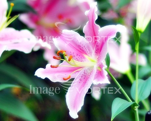 Flower royalty free stock image #137058964