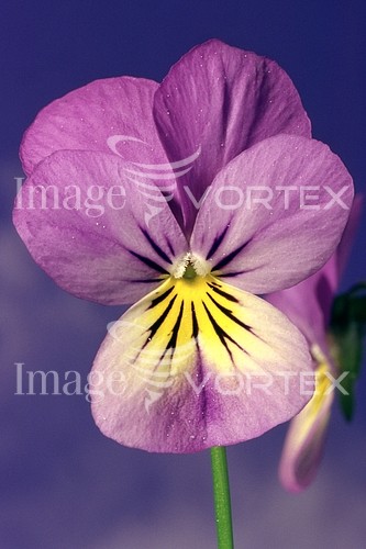 Flower royalty free stock image #137880583