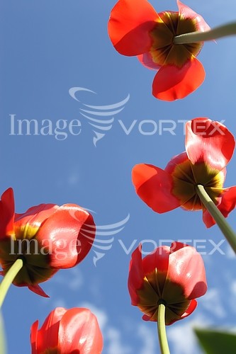 Flower royalty free stock image #137514425