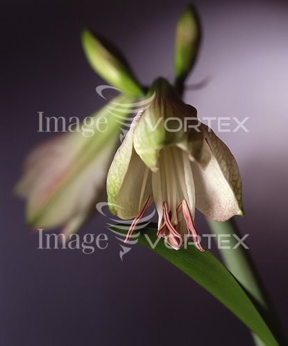 Flower royalty free stock image #137488001