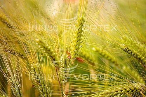 Industry / agriculture royalty free stock image #137734518