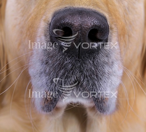 Pet / cat / dog royalty free stock image #138876963