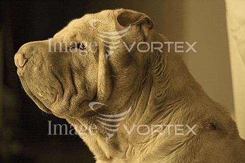 Pet / cat / dog royalty free stock image #138174881