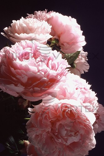 Flower royalty free stock image #139441486