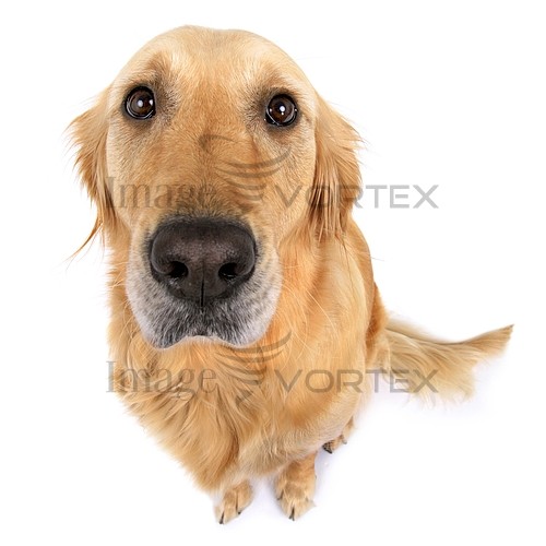 Pet / cat / dog royalty free stock image #139062098