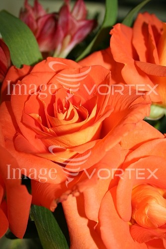 Flower royalty free stock image #139233505
