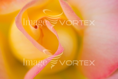 Flower royalty free stock image #139679794