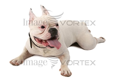 Pet / cat / dog royalty free stock image #140630487