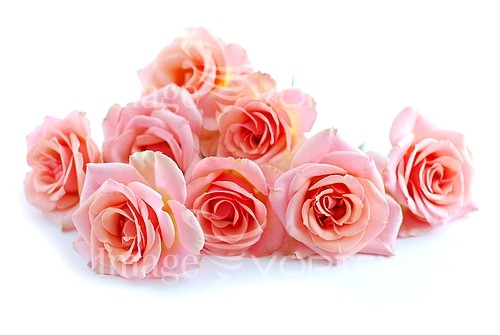 Flower royalty free stock image #140633611