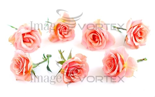 Flower royalty free stock image #140770657