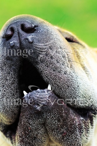 Pet / cat / dog royalty free stock image #140926513