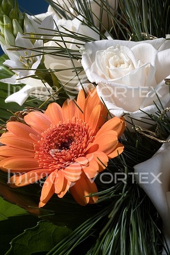Flower royalty free stock image #141771257
