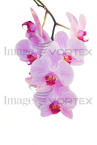 Flower royalty free stock image #141160893