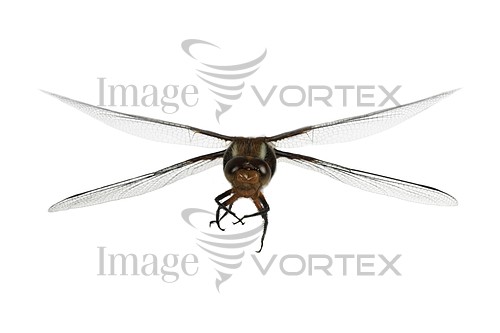 Insect / spider royalty free stock image #142335571