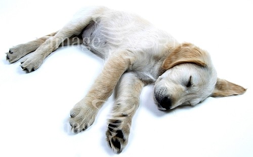Pet / cat / dog royalty free stock image #142276551