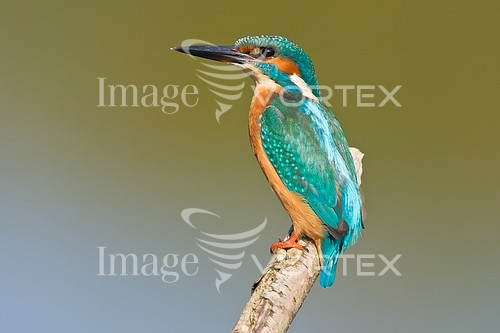 Bird royalty free stock image #142454455