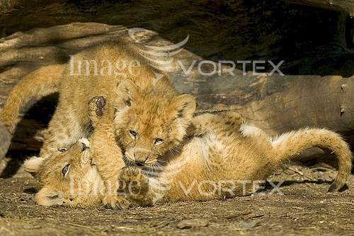 Animal / wildlife royalty free stock image #142952242