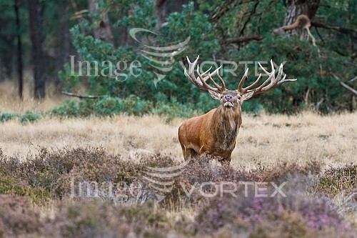 Animal / wildlife royalty free stock image #142442338