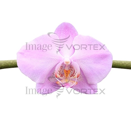 Flower royalty free stock image #143679728