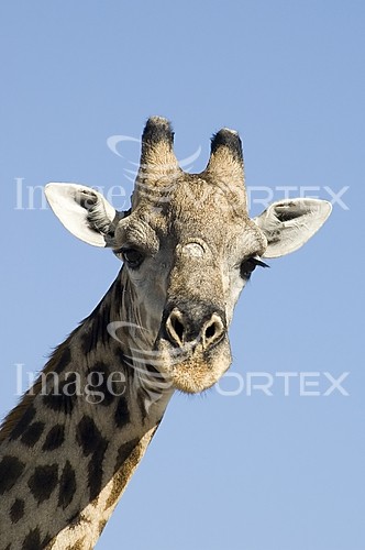 Animal / wildlife royalty free stock image #143324436