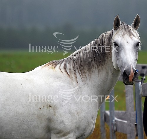 Animal / wildlife royalty free stock image #143097259