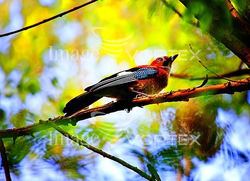 Bird royalty free stock image #144235952
