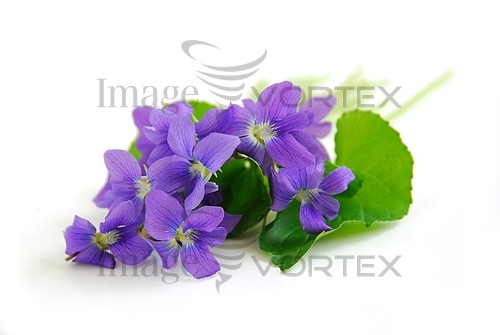 Flower royalty free stock image #144877482